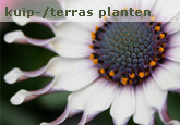 Kuip-/ Terras planten